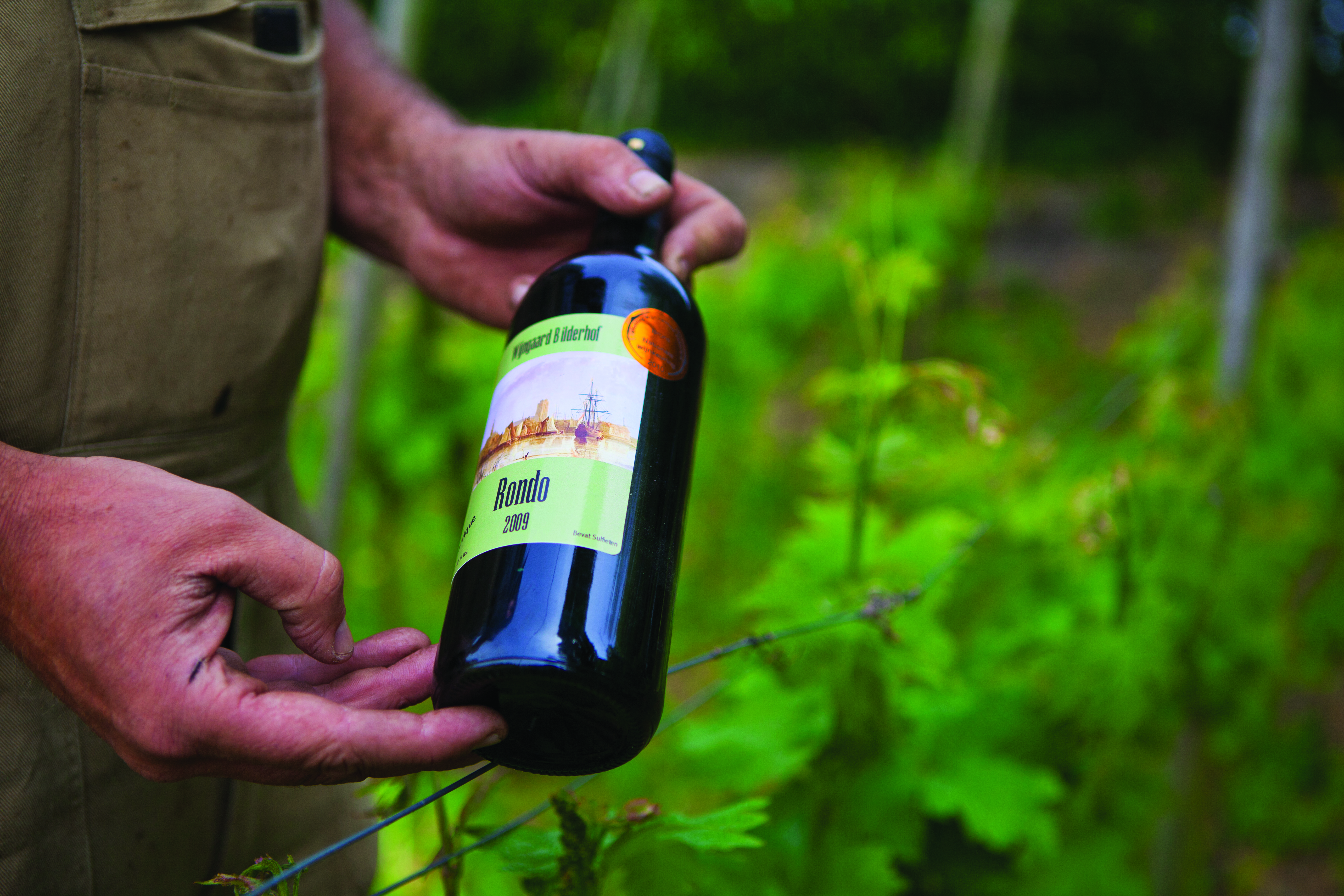 Wijngaard De Bilderhof - Dordrecht - wine