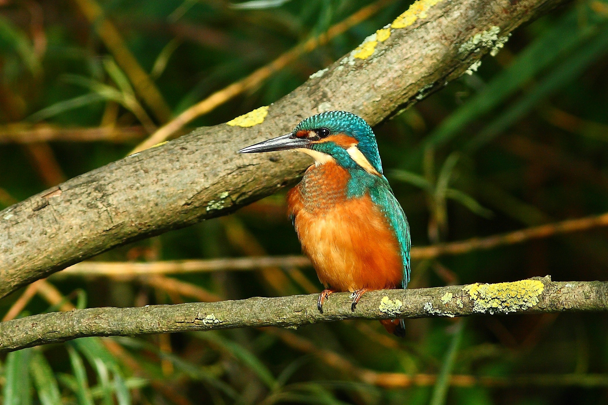 natuur - ijsvogel - Biesbosch
