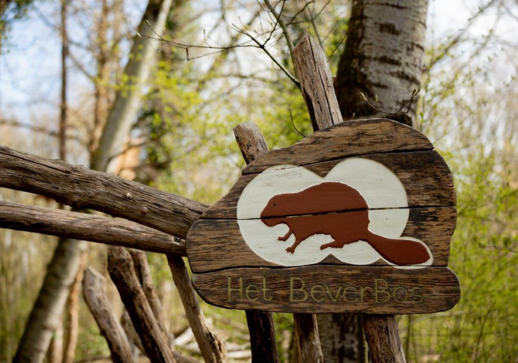 Klimbos BiesboschcentrumDordrecht beverbos