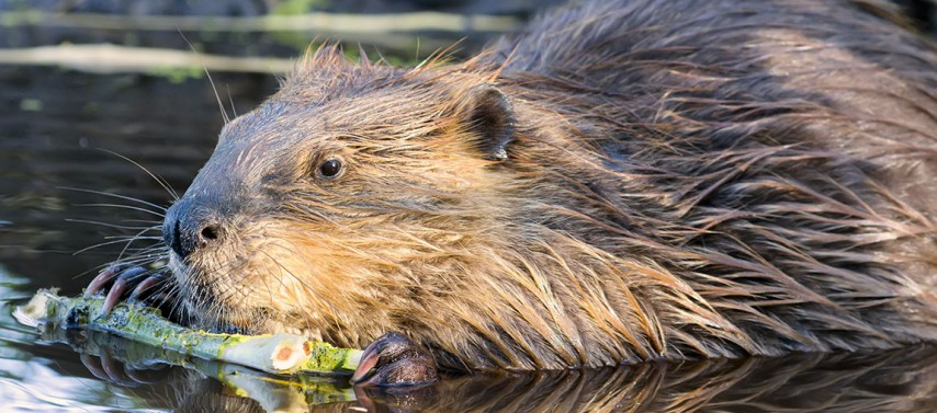 herfstbevertocht Biesbosch Dordrecht