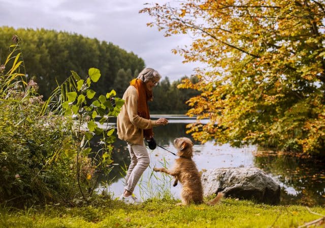 National Park de Biesbosch autumn nature dog Dordrecht