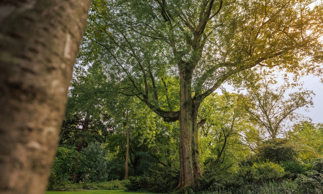 Park Merwestein boom 144 monumentale bomen bomenridders wandeling Open Monumentendagen Dordrecht Bram Vreugdenhil