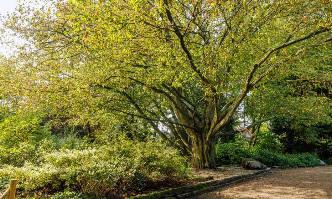 Park Merwestein boom 148 monumentale bomen bomenridders wandeling Open Monumentendagen Dordrecht Bram Vreugdenhil
