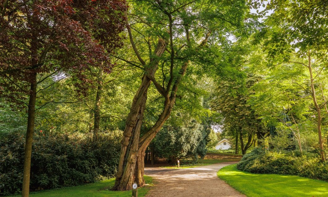 Park Merwestein boom 17 monumentale bomen bomenridders wandeling Open Monumentendagen Dordrecht Bram Vreugdenhil