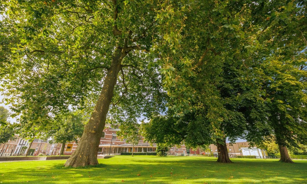Schouwburg Kunstmin monumentale bomen bomenridders wandeling Open Monumentendagen Dordrecht Bram Vreugdenhil