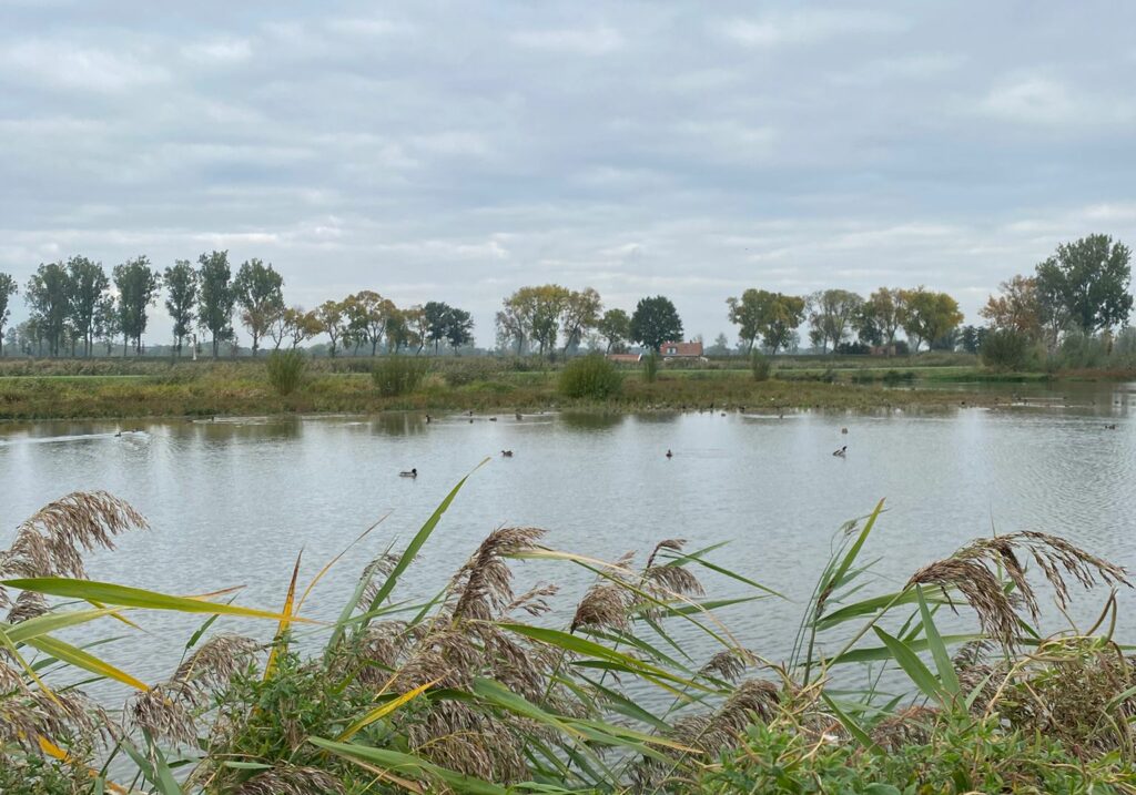 Dordtse Biesbosch